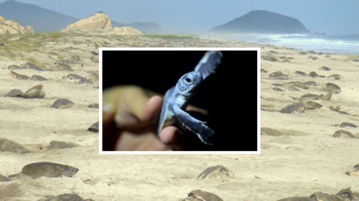 4 recomendaciones para no dañar a tortugas marinas en playas de Veracruz