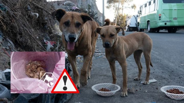 Van 20 perros muertos en panteón de Xico: alertan envenenamiento masivo