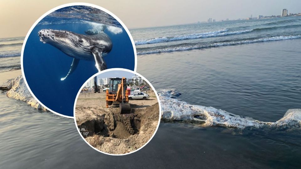 El cachalote fue arrojado por el mar en playa Mocambo.