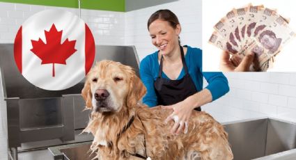 ¿Te gustaría ganar 64,000 pesos? Empleo en Canadá con perritos lo hace posible