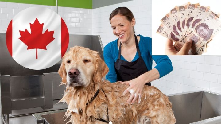 ¿Te gustaría ganar 64,000 pesos? Empleo en Canadá con perritos lo hace posible