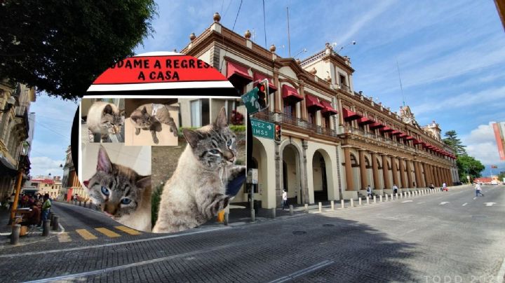 Ofrecen 8,000 pesos por Vicente, gatito perdido en Xalapa