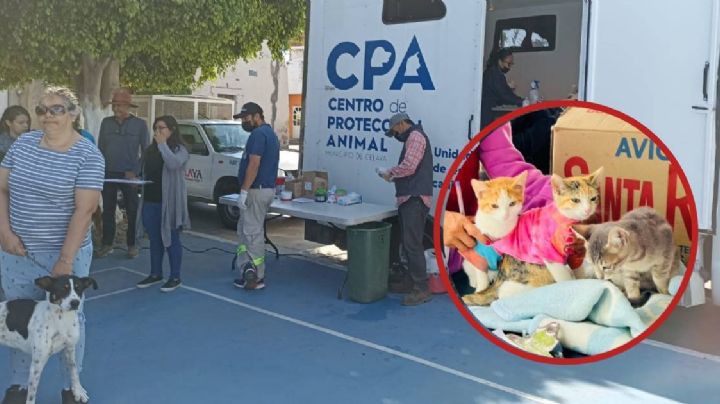 Lomitos y mininos: campaña de esterilización