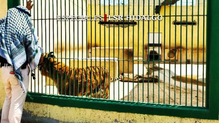 En Tizayuca, el santuario más grande de felinos rescatados de Centroamérica