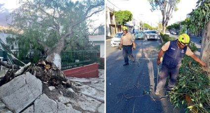 Fuertes vientos derriban 21 árboles en León