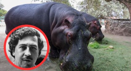 Pablo Escobar: atropellan a uno de sus hipopótamos y muere