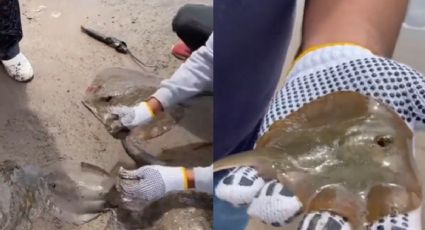 FGR va por responsables que mutilaron a mantarrayas en Sonora