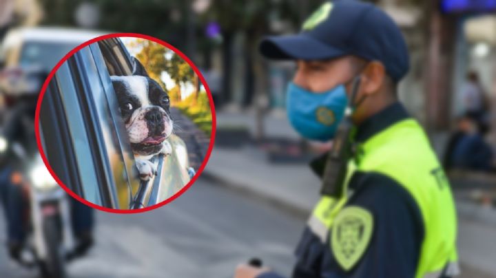 Multas CDMX: ¿Cuánto debes pagar si te cachan que llevas a tu perro en el auto?