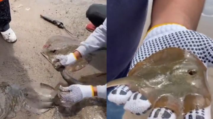 FGR va por responsables que mutilaron a mantarrayas en Sonora
