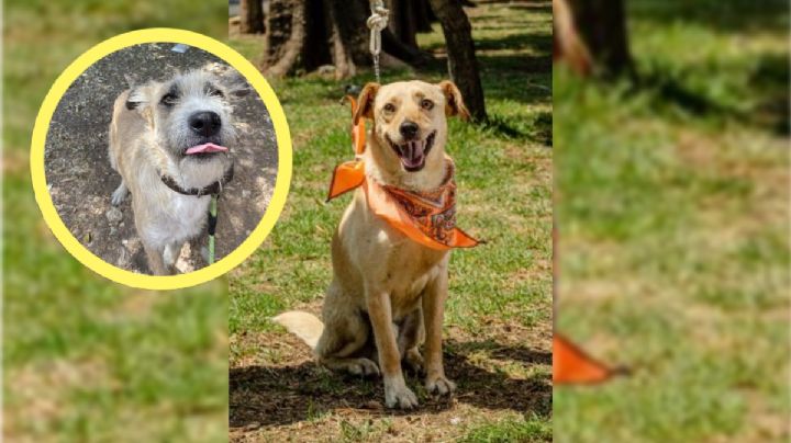 ¿De cuánto es la MULTA por pasear a tu perro sin correa en la CDMX?