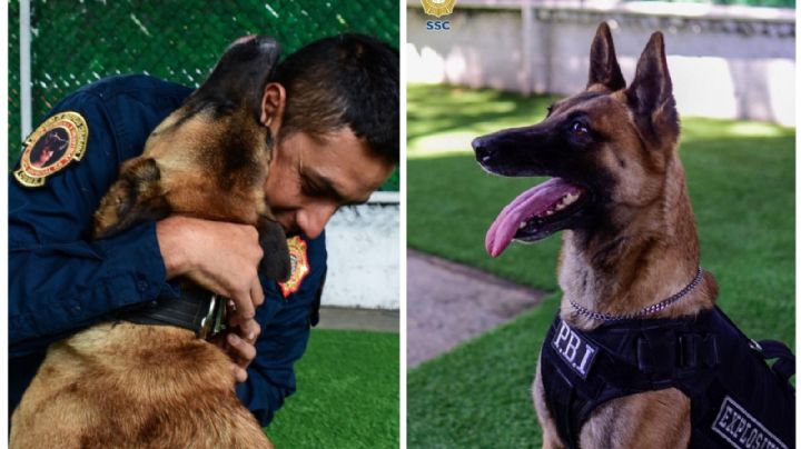 VIDEO | Ginger, la agente más perrona del área contra explosivos de la SSC