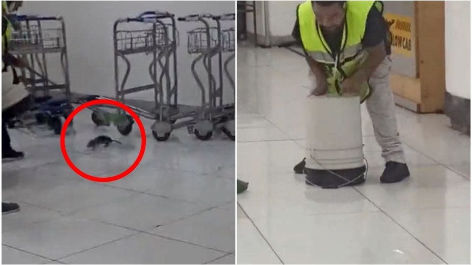 Capturan rata en el Aeropuerto Internacional de la Ciudad de México.