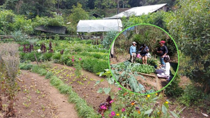 Huertos familiares: el proyecto de vecinos de Xalapa que estudia la UNAM