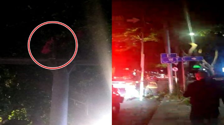 Joven en un árbol: Bomberos acuden al rescate en Insurgentes