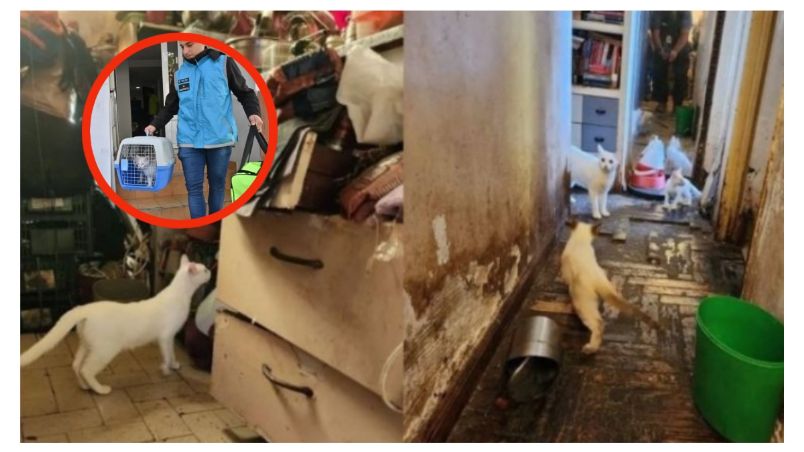 Elementos de la División de Delitos Ambientales encontraron evidencias de que una mujer congelaba a los gatos cuando fallecían, para después cocinarlos y comerlos