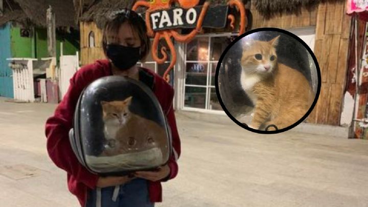 Hallan a Panchito, gatito desaparecido hace una semana en Veracruz