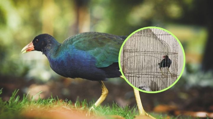 Encuentran ave exótica colombiana dentro de casa de Poza Rica, Veracruz