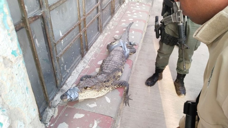 El reptil fue capturado por elementos de la policía de Guadalajara y elementos de Protección Civil y Bomberos; ya está bajo el resguardo para llevarlo a un lugar seguro