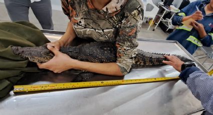 Capturan a cocodrilo en colonia de Córdoba tras 2 meses de búsqueda