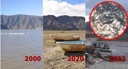 VIDEO | Sequía en la laguna de Metztitlán; mueren miles de peces