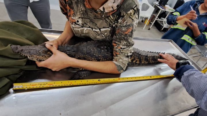 Capturan a cocodrilo en colonia de Córdoba tras 2 meses de búsqueda