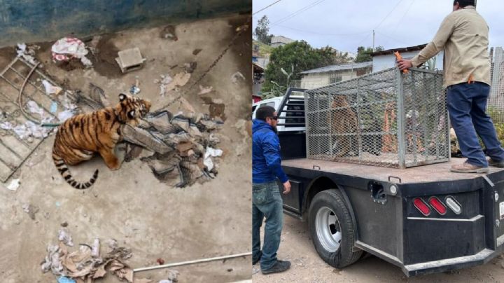 VIDEO| Rescatan tigre de bengala en una construcción de Tijuana