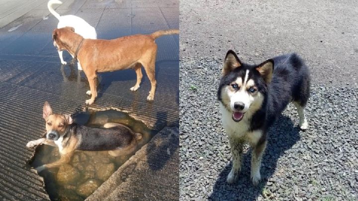 Multa de hasta 5,000 pesos por pasear tu perro sin correa