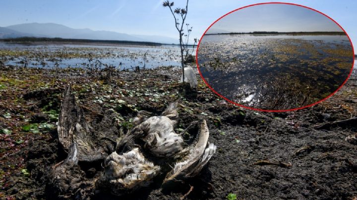 ¿Qué es el "Niño" y cómo afectará a México este fenómeno metereológico tan temido?