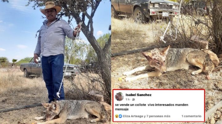 Mujer oferta coyote vivo en redes sociales; exigen cárcel a culpables