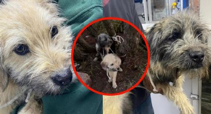 Max y Logan, perritos amarrados y abandonados en cerro de Pachuca; esta es la historia