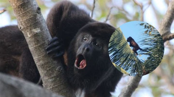 Avistan mono aullador en Minatitlán, Veracruz; autoridades piden no atacarlo