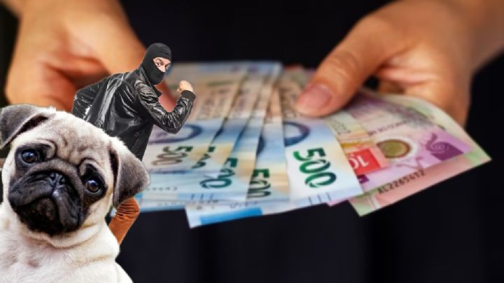 Por deuda de 9 mil pesos embargan perros pug en Mineral de la Reforma; aquí el caso