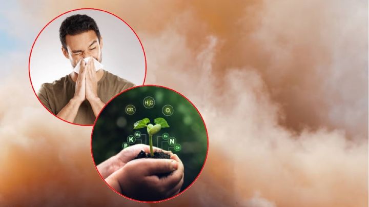 Los beneficios de los Polvos del Sahara