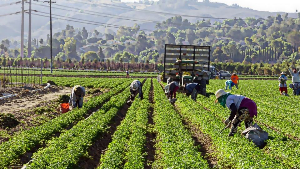 Migrantes mexicanos en campos agrícolas de EU