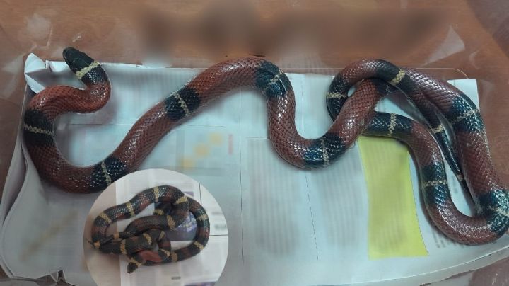Viajan serpientes coralillo por paquetería de León a CDMX