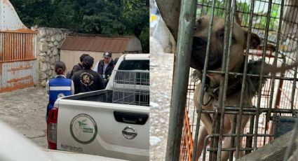 FOTOS| Rescatan en Monterrey a 70 perros enjaulados; autoridades clausuran criadero