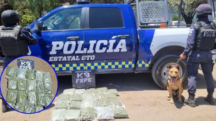 El perro Figor encuentra 11,000 dosis de marihuana en empresa de paquetería