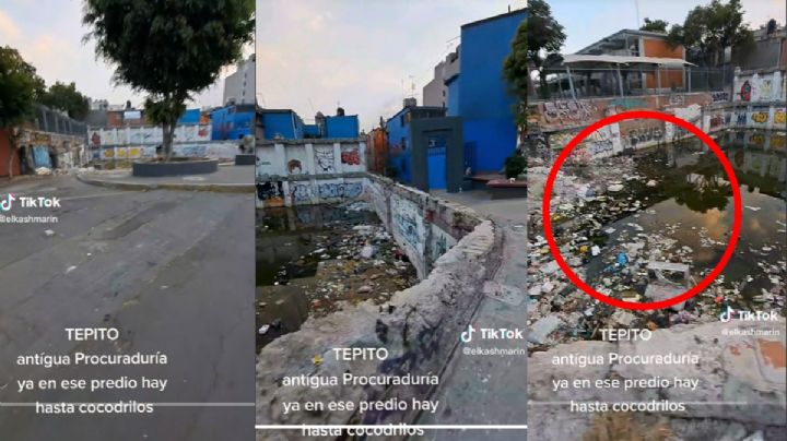 VIDEO TIKTOK: ¿cocodrilos en Tepito?