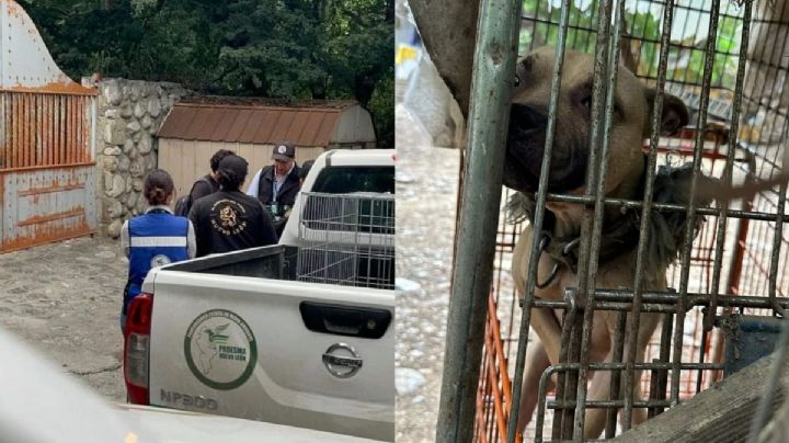 FOTOS| Rescatan en Monterrey a 70 perros enjaulados; autoridades clausuran criadero