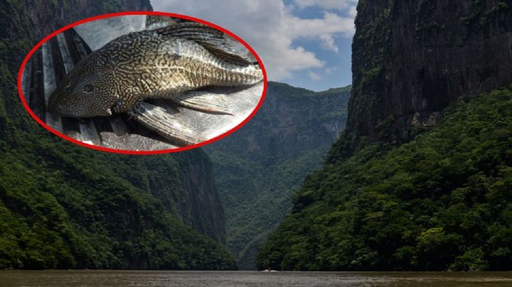 ¿Pez diablo en el Cañón del Sumidero? Esto sabemos