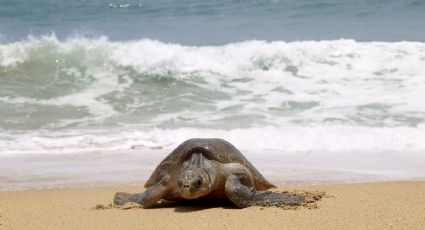 Hallan tortuga Careta sin vida en playa de Coatzacoalcos, Veracruz