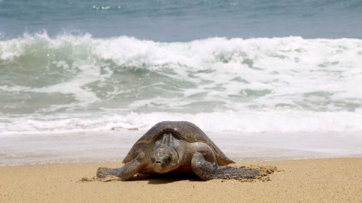 Hallan tortuga Careta sin vida en playa de Coatzacoalcos, Veracruz