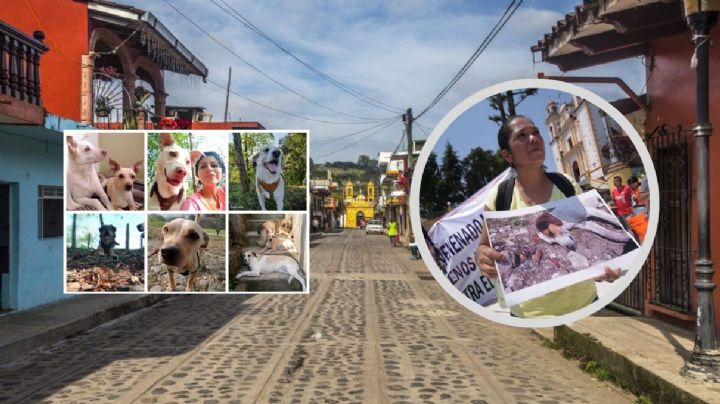 El envenenamiento masivo de perros en Xico que ahuyenta a los turistas