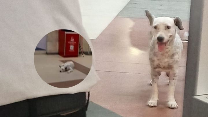 Abandonan a perrita embarazada en terminal de autobuses en Veracruz