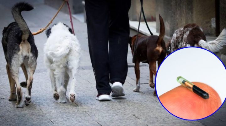 Celaya: Obligatorio poner chip a mascotas o esta será la multa