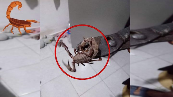 FOTOS| Reportan alacranes gigantes en Yucatán; causan terror a pobladores