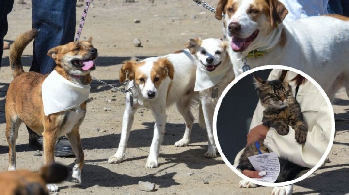 Con actas de nacimiento, mascotas en Xalapa podrán tener nombre y apellido