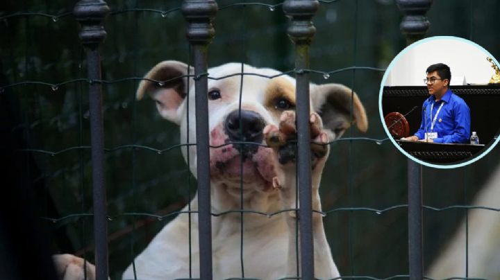 “Me avergüenzo de la especie humana”: legislador juvenil exige alto al maltrato animal