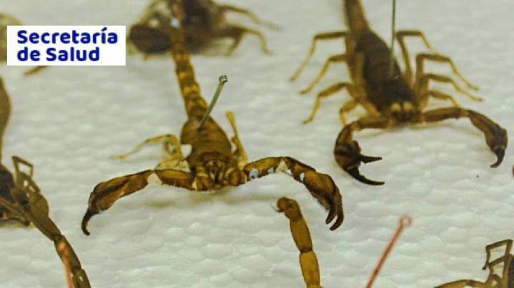 ¡Aguas con los alacranes! Suman este año 11,000 intoxicados por picaduras en Guanajuato