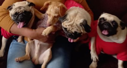 Desnutridos y sucios regresan pugs embargados; así termina la viral historia